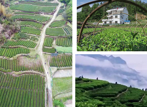 安徽恨水茶業有限公司